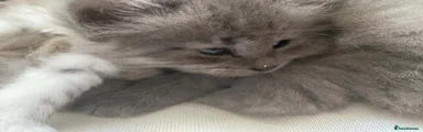 💙 Bluey – Kitten 3 - Boy