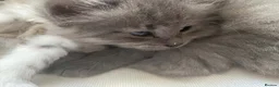 Siberian cats for sale: Siberian x Siberian Neva Masquerade Kittens - Advert 14