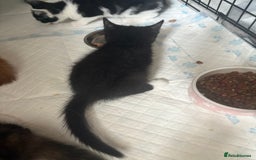 Mixed Breed cats for sale: Only 3 kittens left! - Image 35