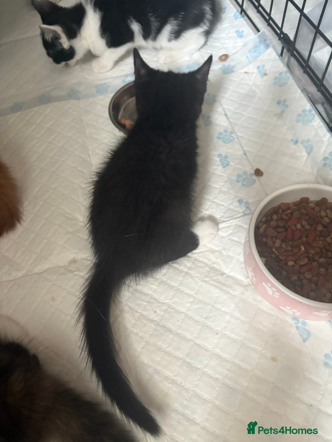 Mixed Breed cats for sale: Only 3 kittens left! - Image 35