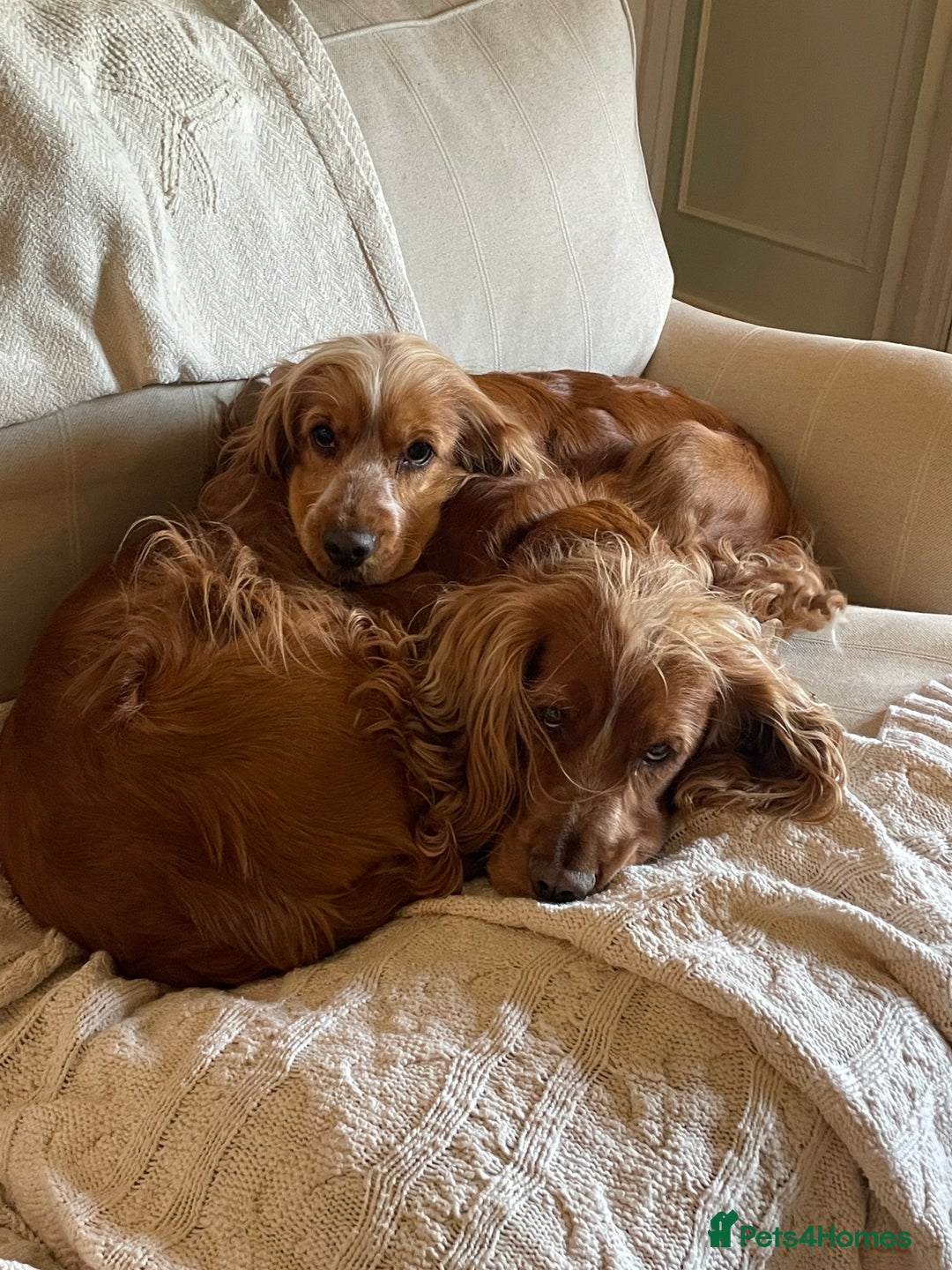 Cocker Spaniel dogs for sale: Lovely natured spaniel puppies - Image 14