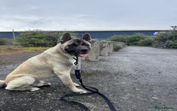 Mixed Breed dogs for sale: Northern Inuit cross American akita  - Image 14