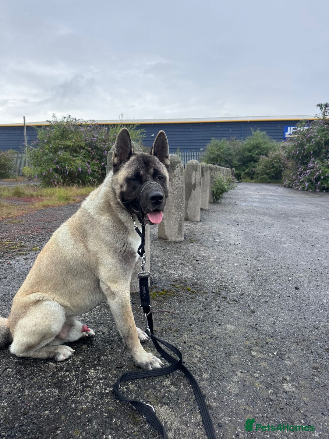 Mixed Breed dogs for sale: Northern Inuit cross American akita  - Image 14