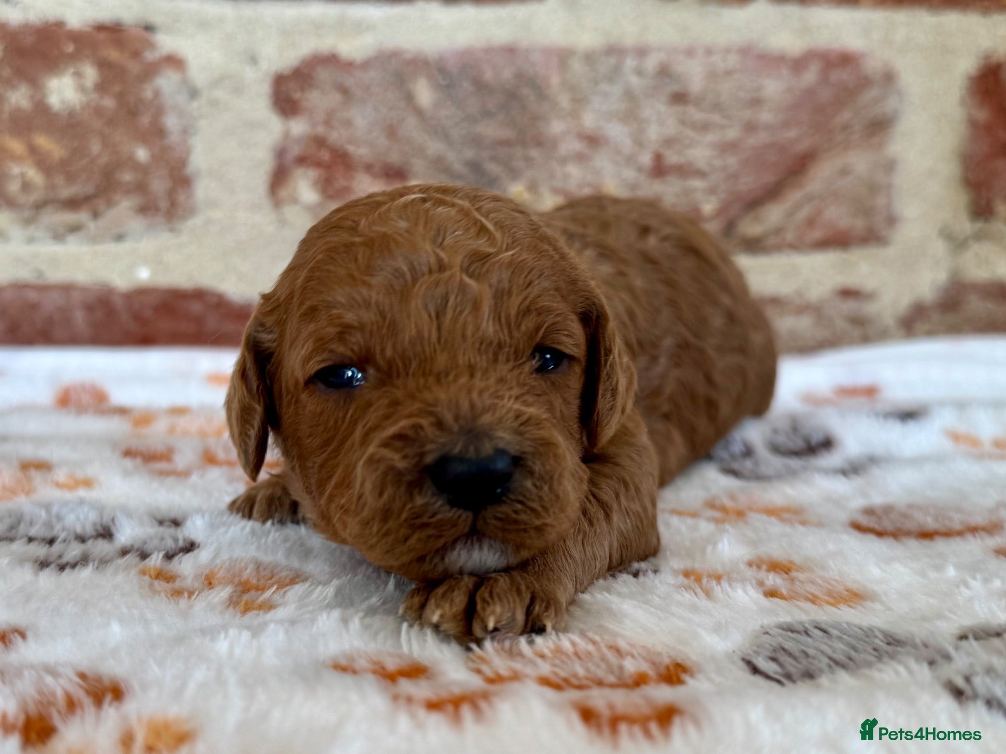 Cavapoo dogs 🐾 F1b male cavapoo 🐾 - Advert 2