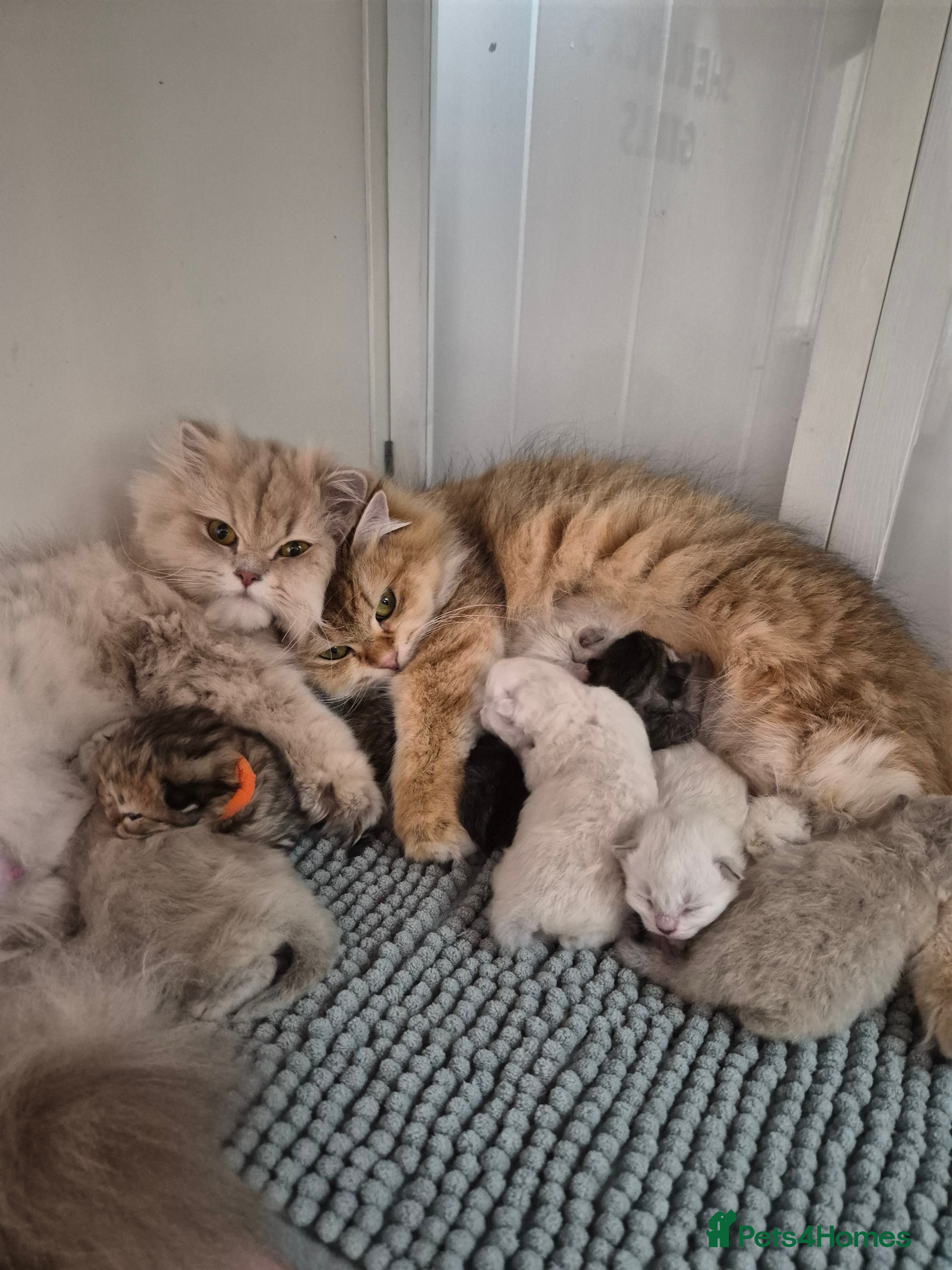 British Longhair cats Golden longhair boys - Advert 10