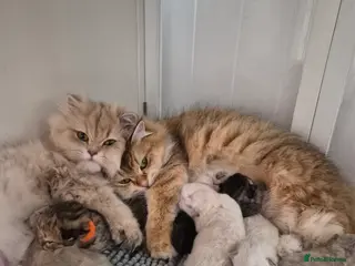 British Longhair cats Golden longhair boys - Advert 1