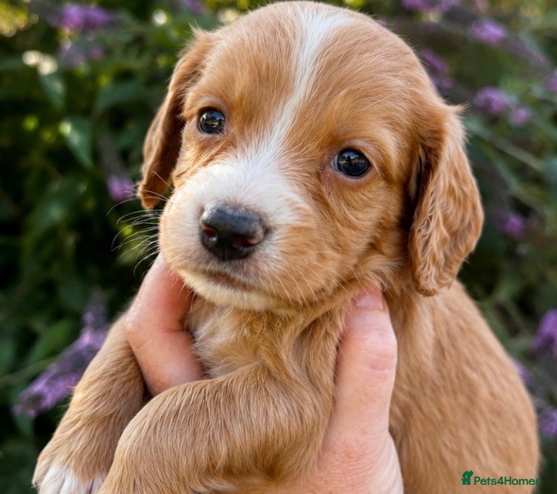 Cocker Spaniel dogs 5 ⭐️ Stunning Cocker Spaniel Puppies, KC,Vet check - Advert 1