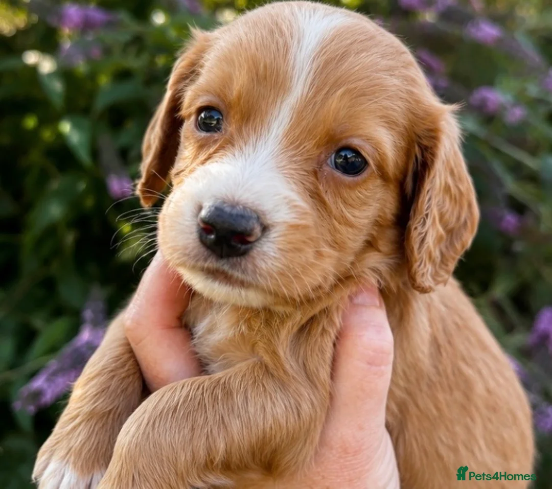 Cocker Spaniel dogs for sale: 5 ⭐️ Stunning Cocker Spaniel Puppies, KC,Vet check - Advert 1