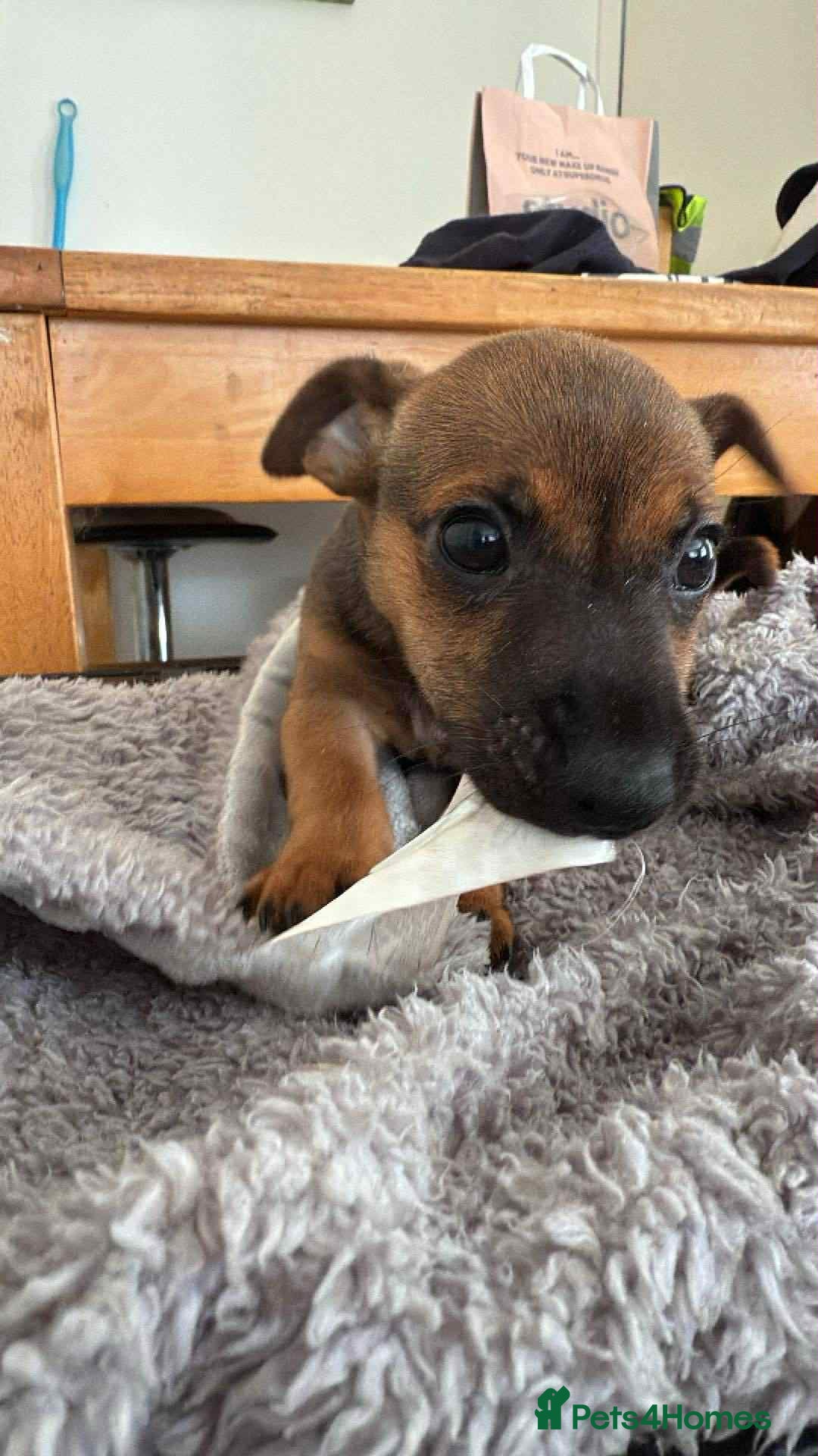 Mixed Breed dogs for sale: 1 Female Jack Russel cross Chihuahua - Image 2