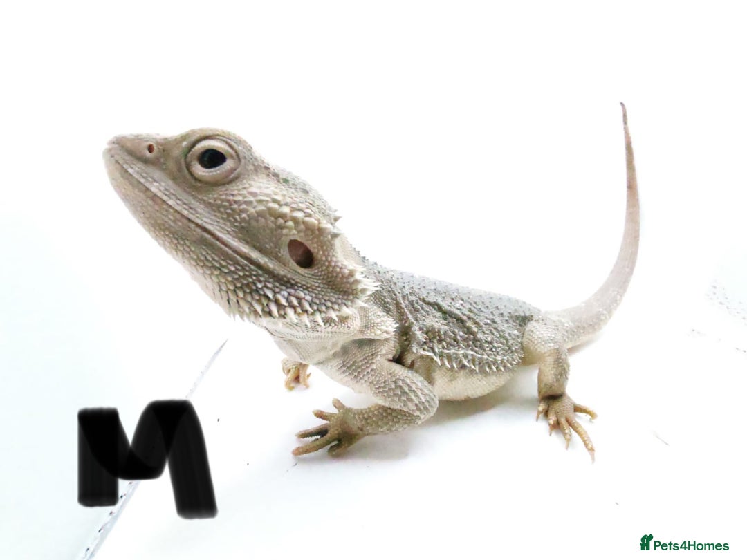 Bearded Dragon reptiles for sale: Hypo Het Zero Het Trans Bearded Dragons  - Image 7