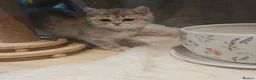 British Shorthair cats for sale: Blue golden, lilac gold, cinnamon bi colour  - Advert 24