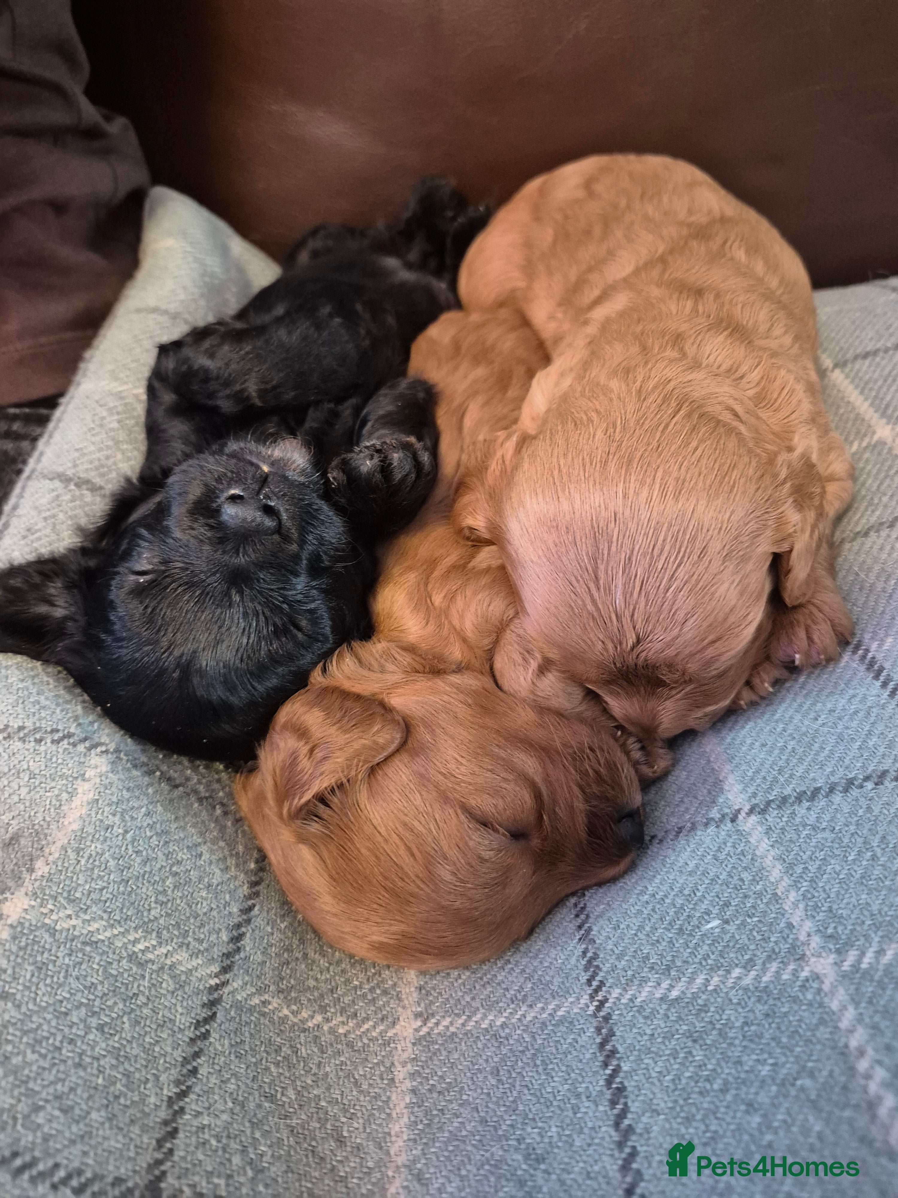 Cavapoo dogs for sale: Cavapoos F1 fully health tested - Advert 2