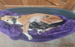 Mixed Breed dogs for sale: Saluki greyhound whippet pups - Image 10