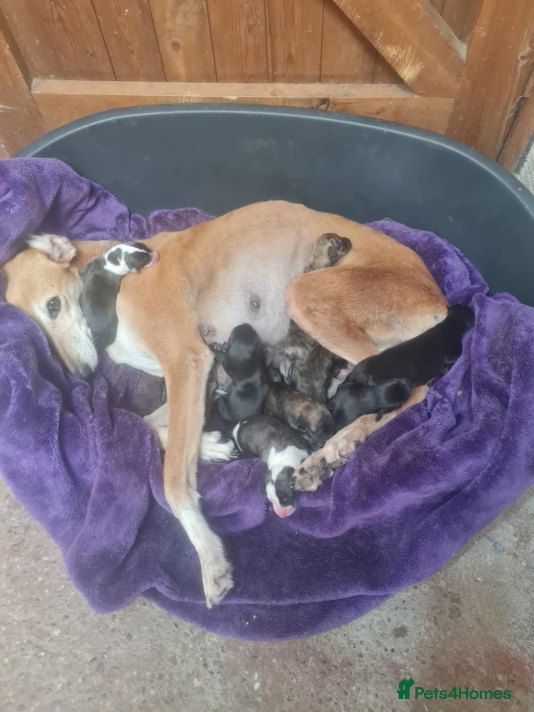 Mixed Breed dogs for sale: Saluki greyhound whippet pups - Image 10