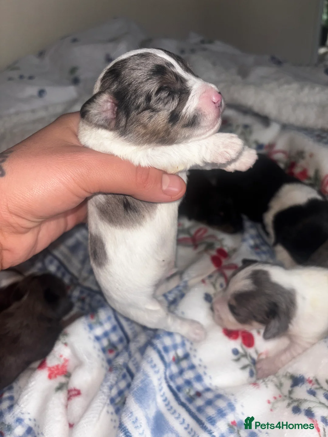 Mixed Breed dogs for sale: Terriers for new homes  - Advert 18