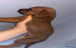 Mixed Breed dogs for sale: Boxwillers 2 GIRLS and 1 BOY LEFT - Image 28