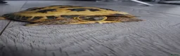 Tortoise reptiles for sale: Turtle  in Crewe - Advert 3
