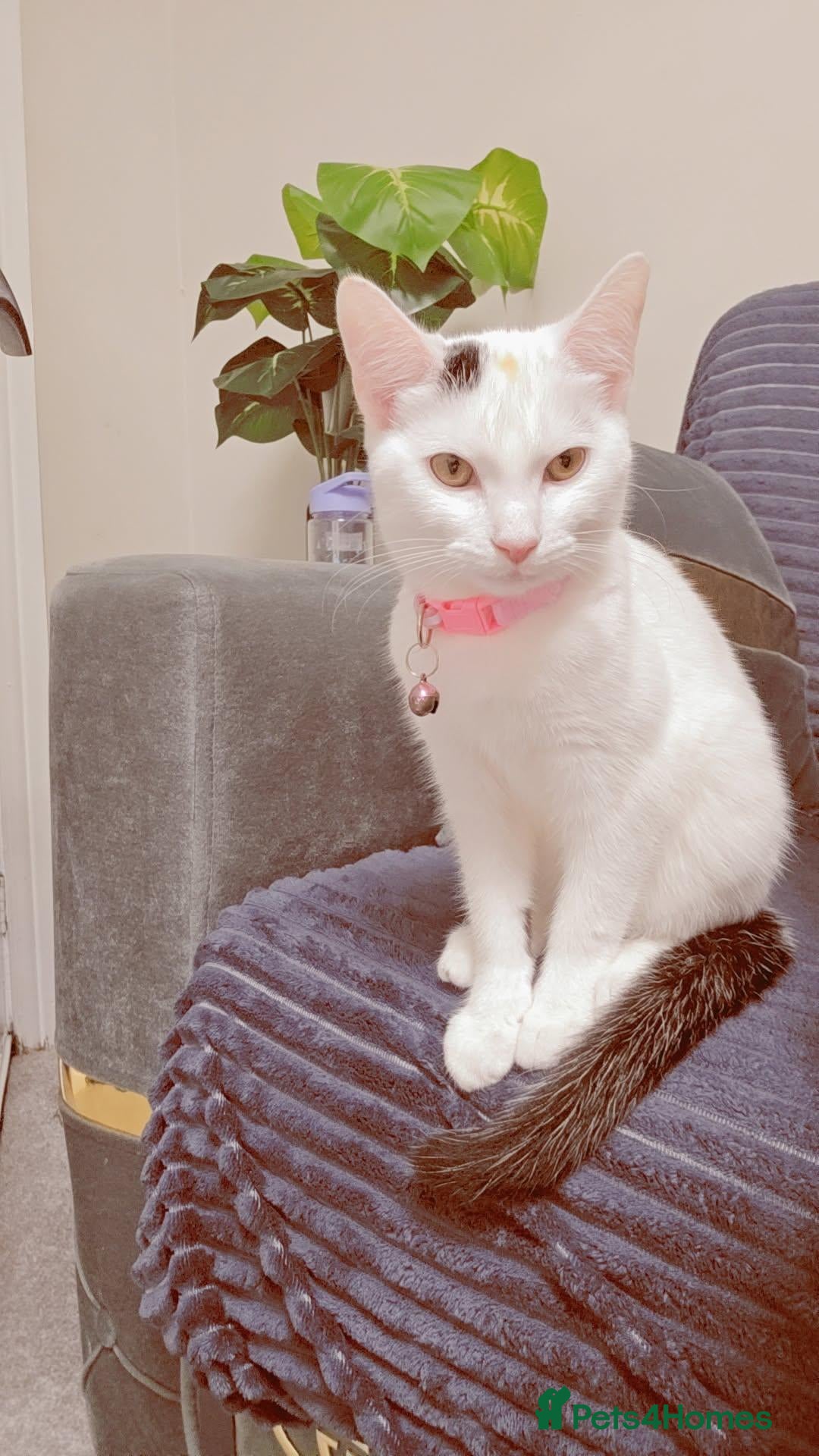 Asian cats for sale: Bella - Advert 1