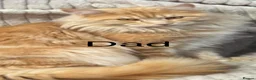 Maine Coon cats for sale: Adorable mainecoon kittens  - Advert 8