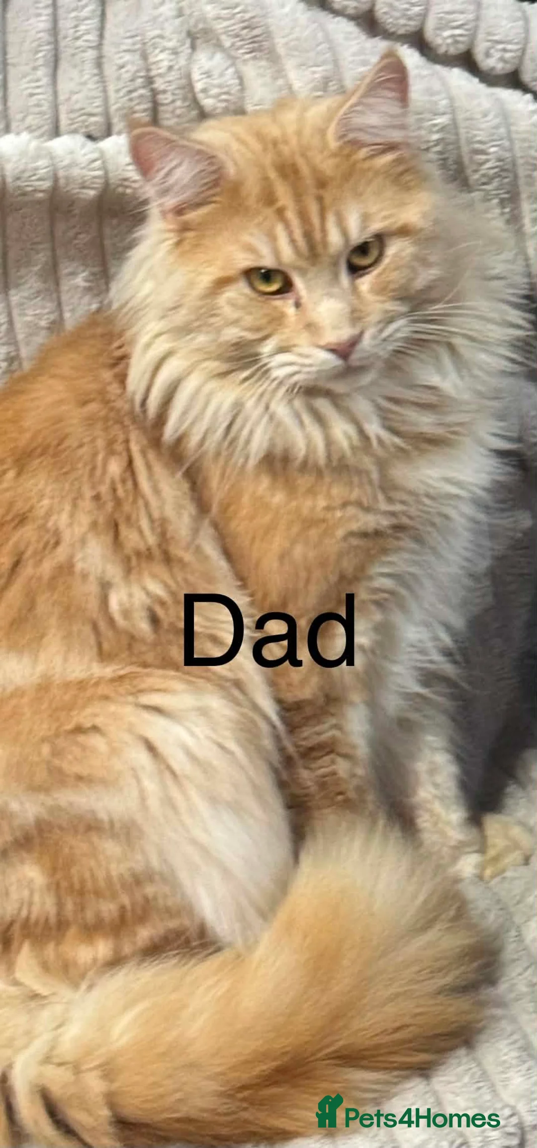 Maine Coon cats for sale: Adorable mainecoon kittens  - Advert 8