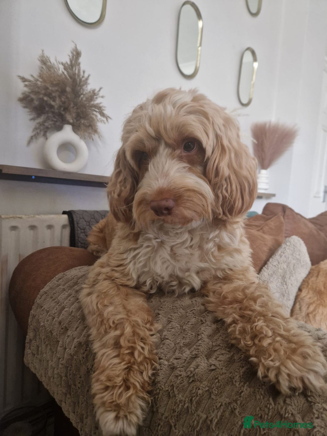 Cockapoo dogs for sale: Beautiful cockapoo’s  - Advert 8