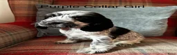 Cocker Spaniel dogs for sale: KC reg, health tested, show type cocker spaniels  - Advert 17