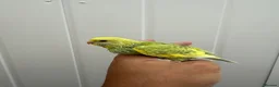 Budgerigars birds for sale: Two Beautiful Home Reared Baby Budgies 💚 in London - Advert 4