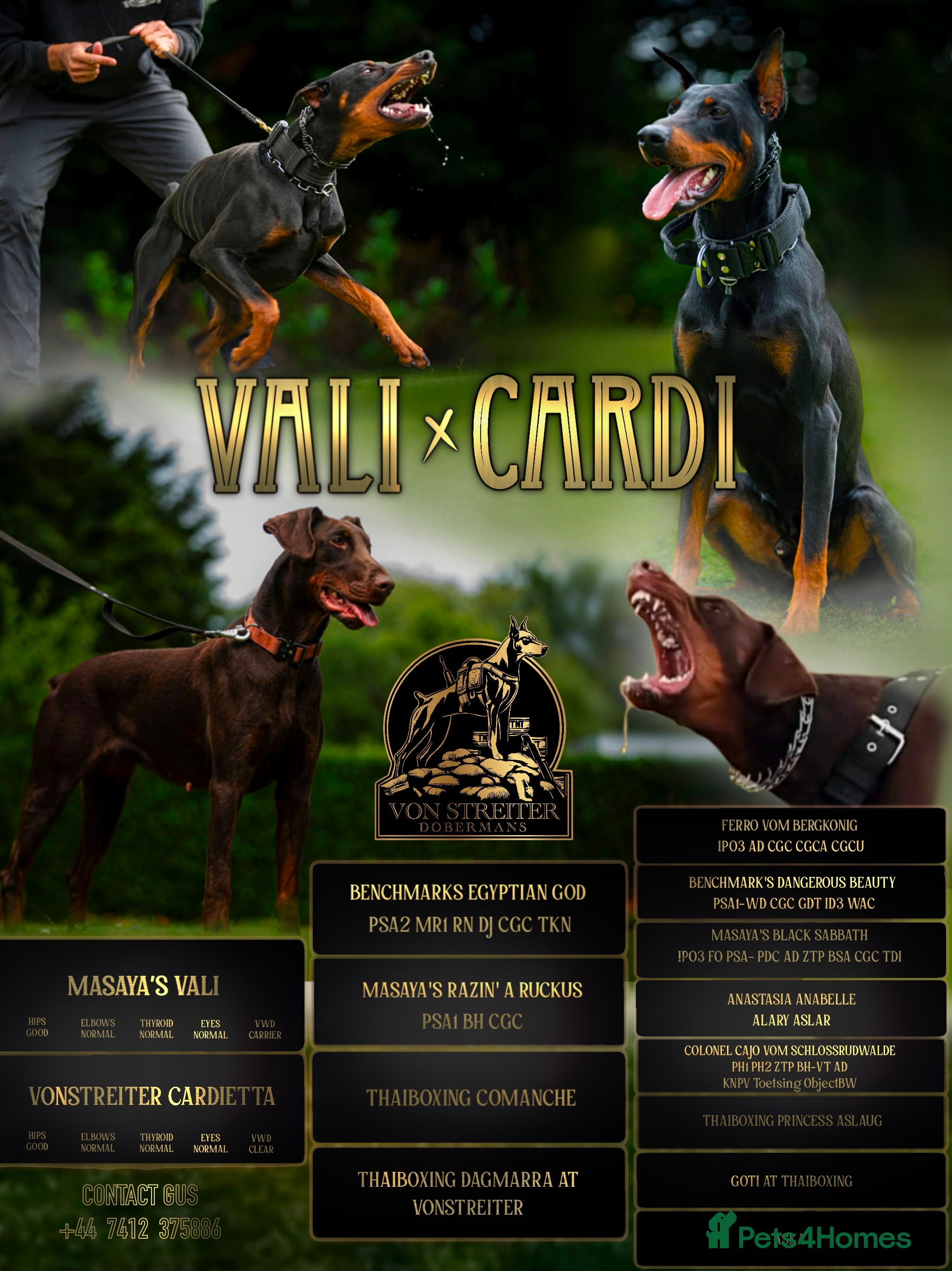 Dobermann dogs Superb rare champion working Dobermans 🇺🇸🇳🇱  - Advert 1