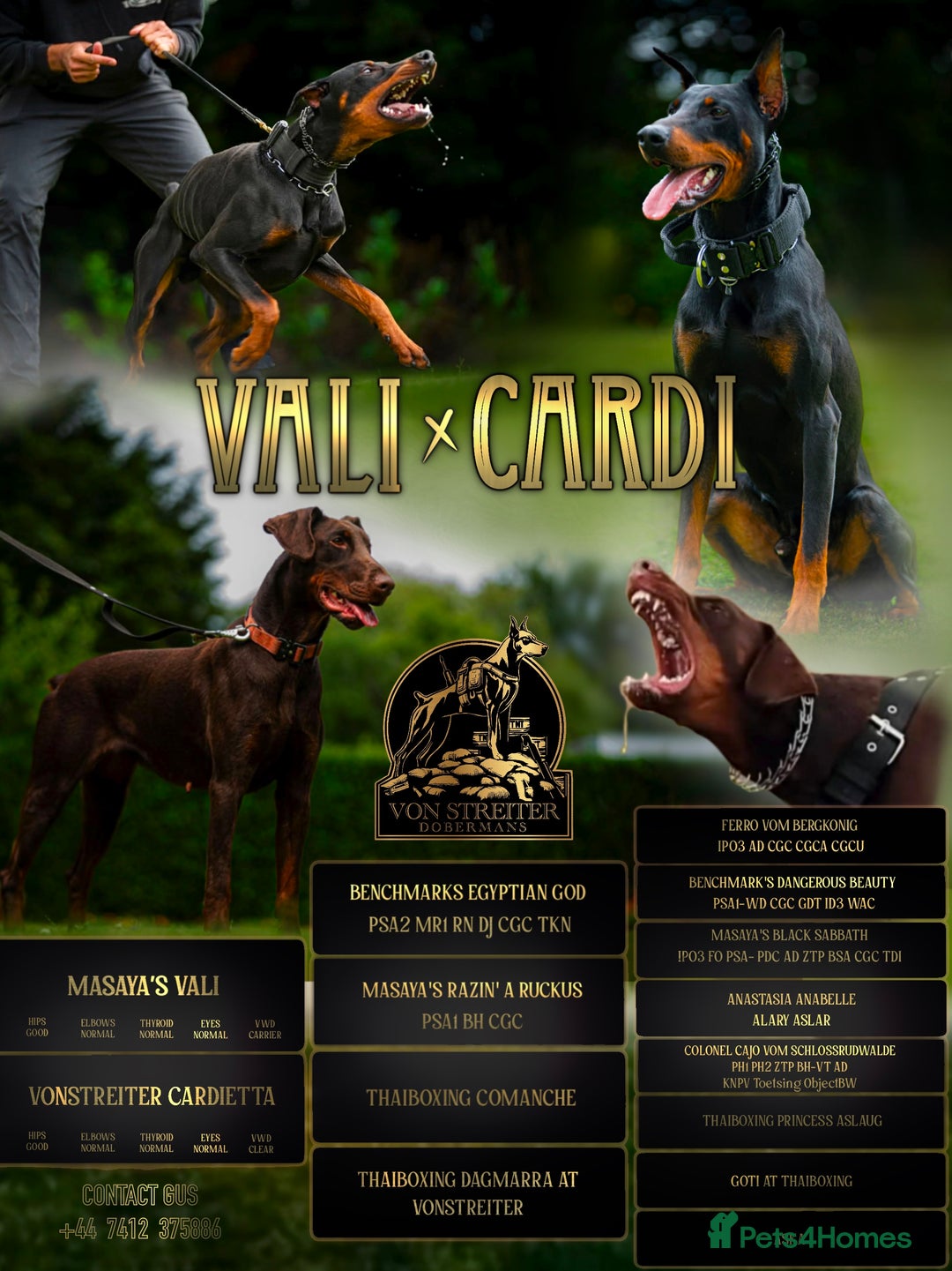 Dobermann dogs for sale: Superb rare champion working Dobermans 🇺🇸🇳🇱  - Advert 1