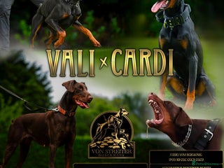 Dobermann dogs Superb rare champion working Dobermans 🇺🇸🇳🇱 - Advert 2