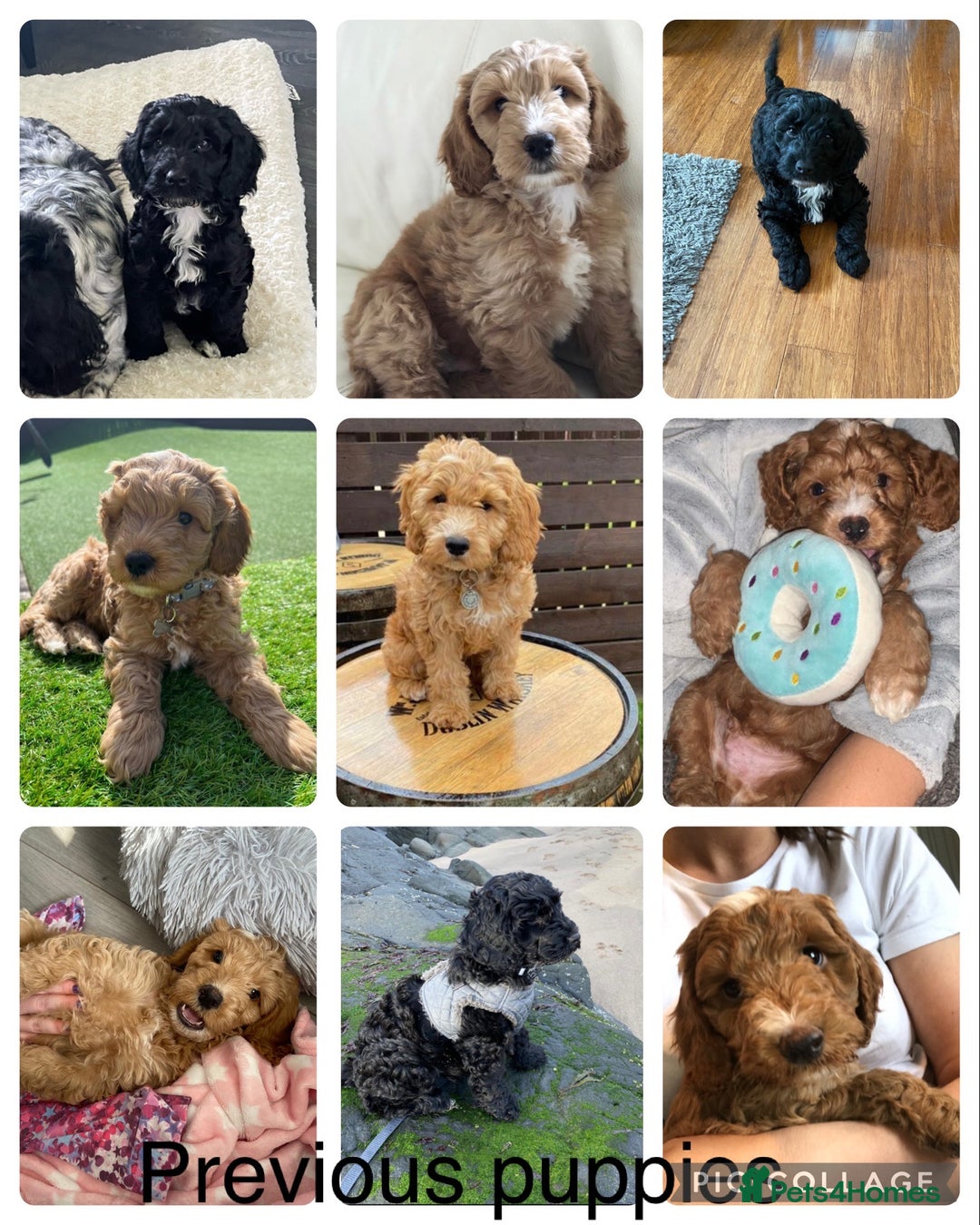 Cockapoo dogs for sale: 🌸Extensively health tested F1 Cockapoo’s🌸 - Image 8