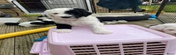 Sheepadoodle dogs for sale: Beautiful F1 Sheepadoodles  - Advert 28