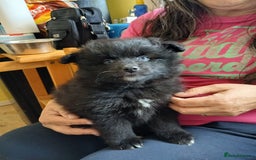 Pomsky dogs for sale: Adorable Pomsky Puppies For Sale - Image 1