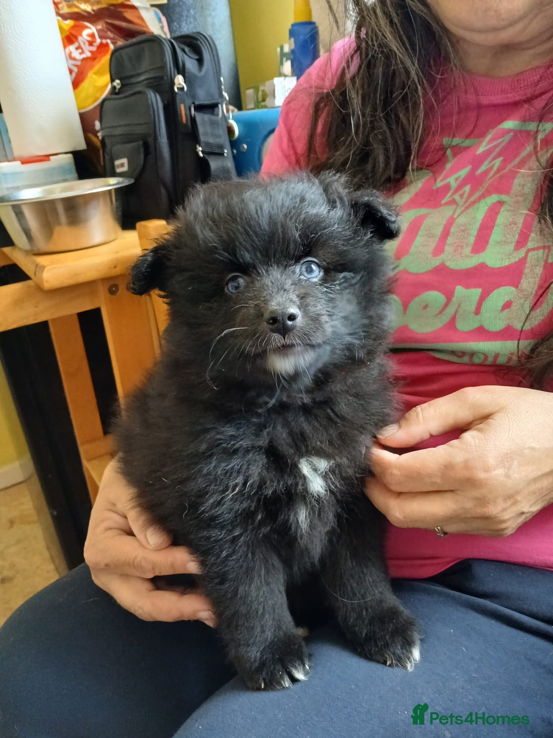 Pomsky dogs for sale: Adorable Pomsky Puppies For Sale - Image 1