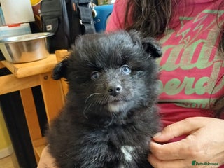 Pomsky dogs - Advert 3