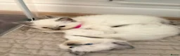 Ragdoll cats for sale: Bluepoint ragdolls females  - Advert 8