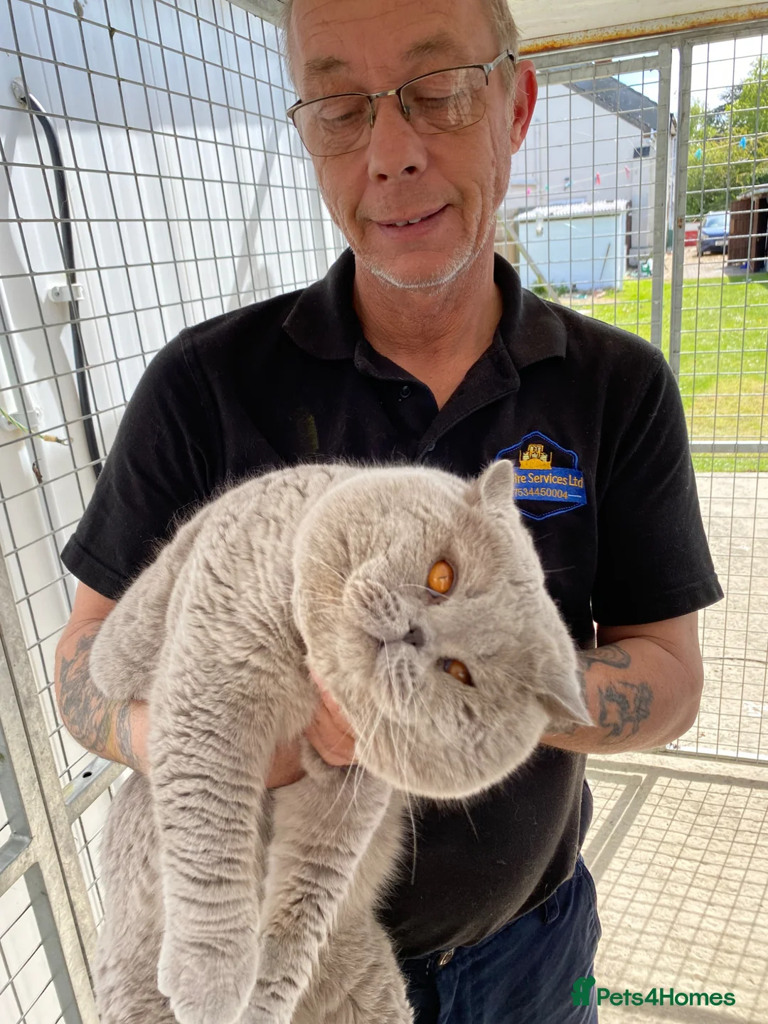 British Shorthair cats for stud: Cocobrownie Barley lilac stud to select females  - Advert 1