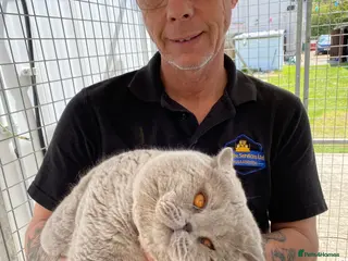 British Shorthair cats for stud: Cocobrownie Barley lilac stud to select females - Advert 1