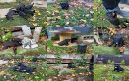 Patterjack dogs for sale: Patterjack pups - Advert 2