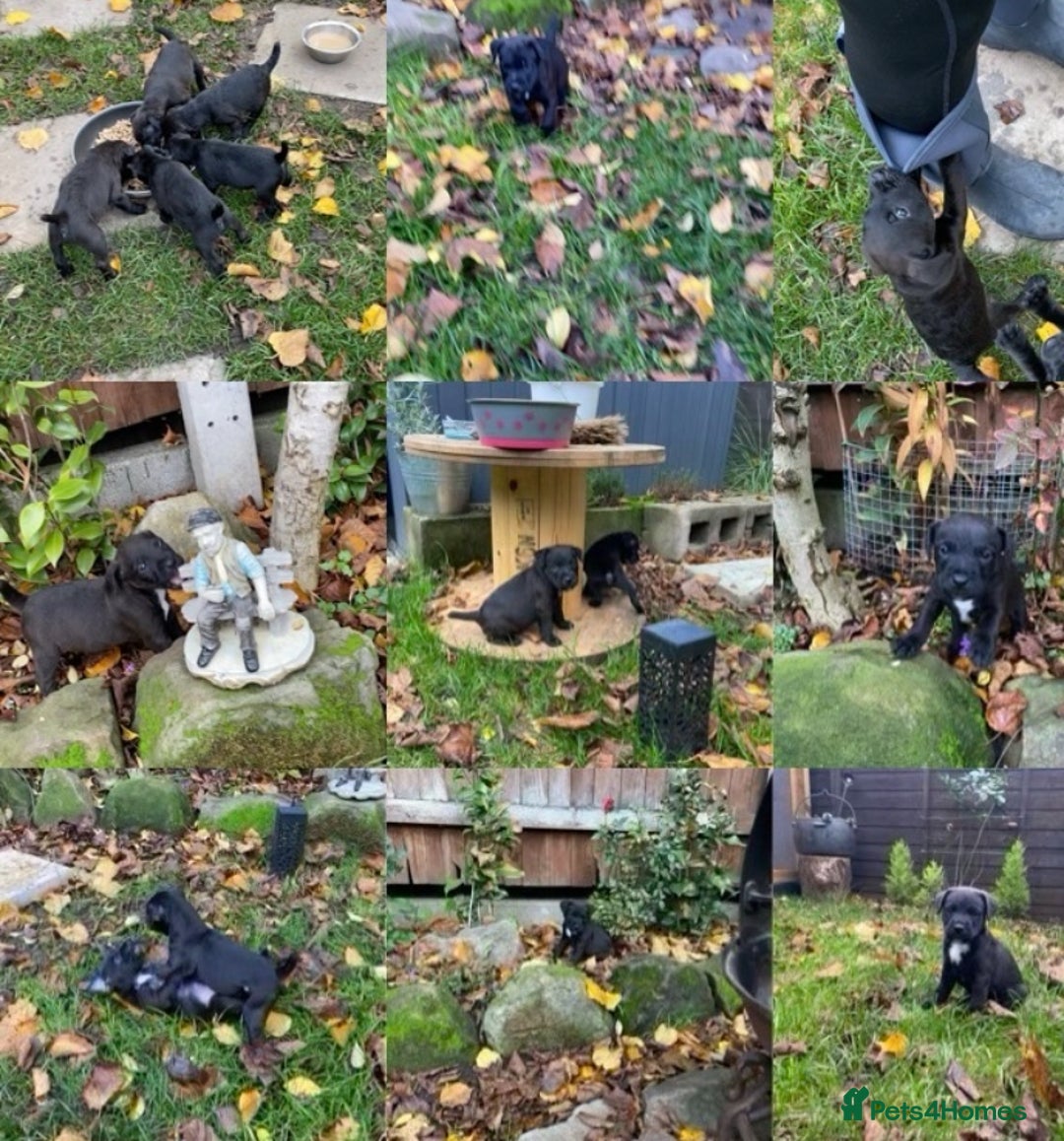 Patterjack dogs for sale: Patterjack pups - Advert 2