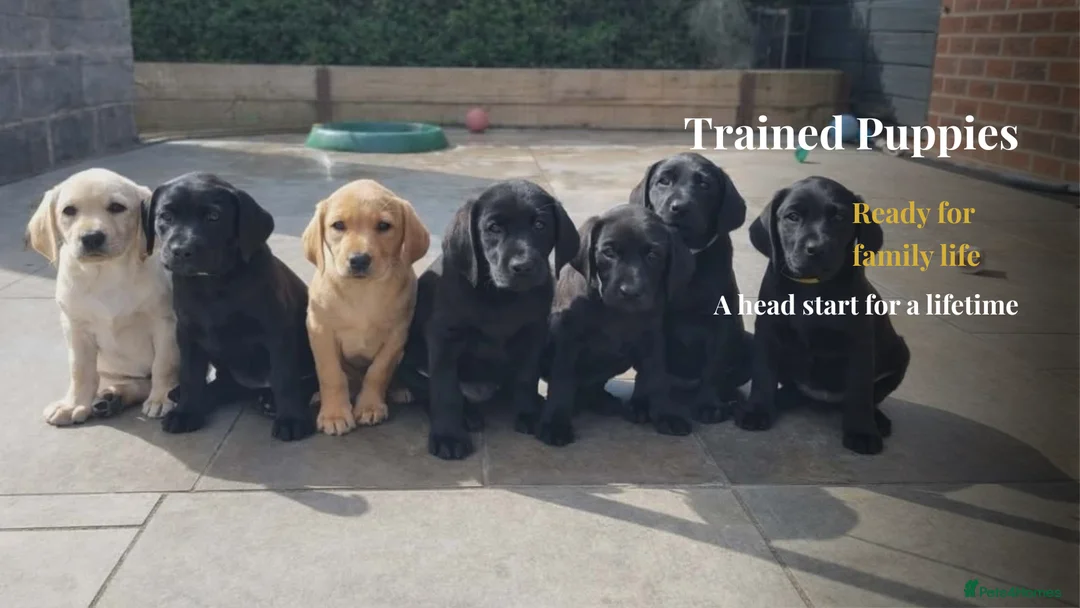 Labrador Retriever dogs for sale: Trained Labrador Puppies – Calm, KC Reg UK - Advert 1