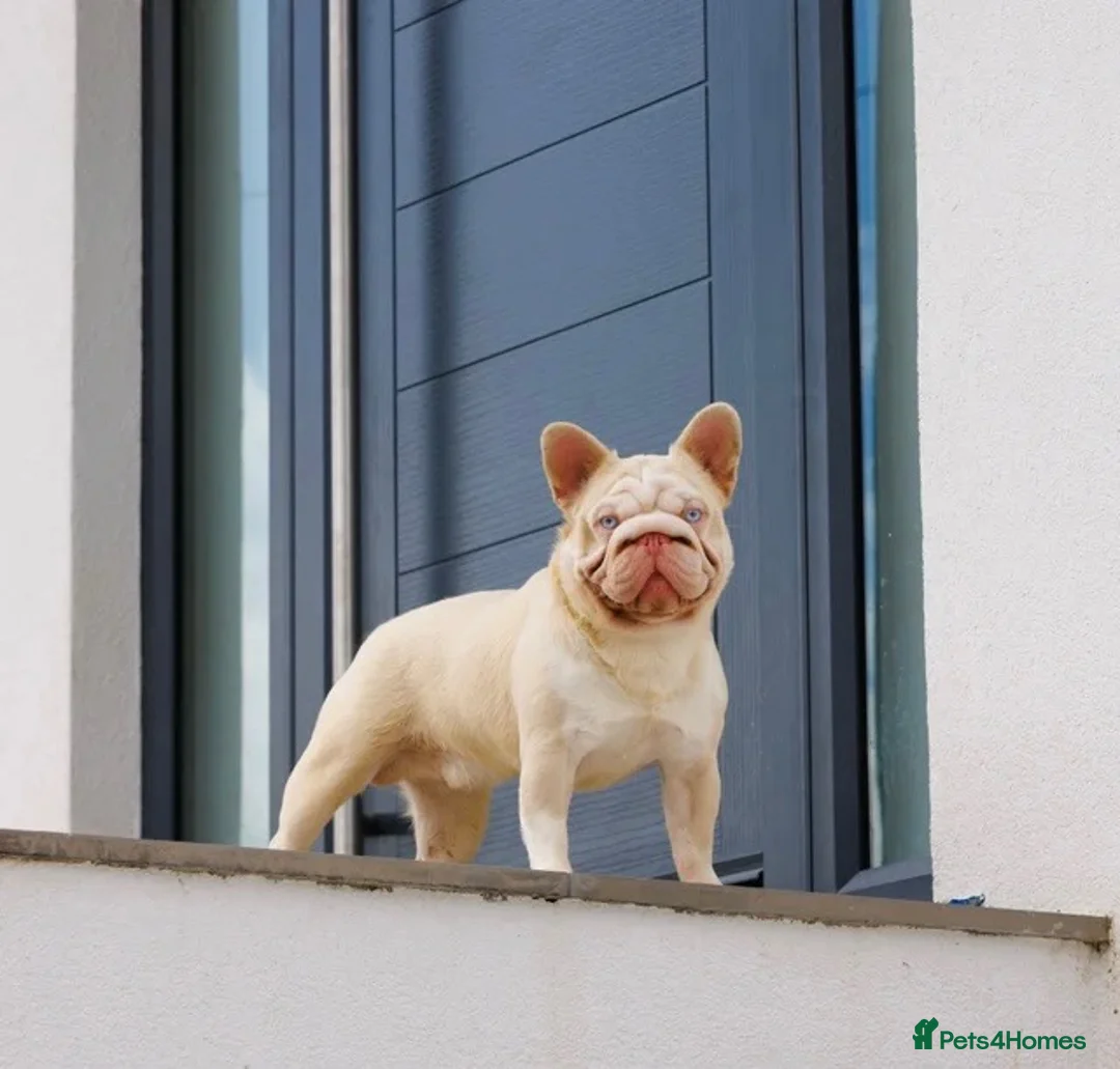 French Bulldog dogs for sale: Beautiful French Bulldog Puppies  in Gillingham - Advert 2
