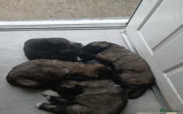 Caucasian Shepherd Dog dogs for sale: Caucasian shepherd puppies for sale  - Advert 7