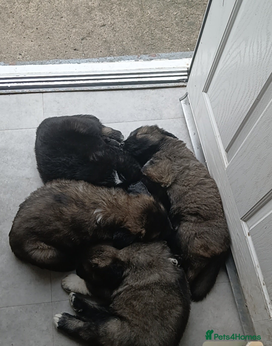 Caucasian Shepherd Dog dogs for sale: Caucasian shepherd puppies for sale  - Advert 7