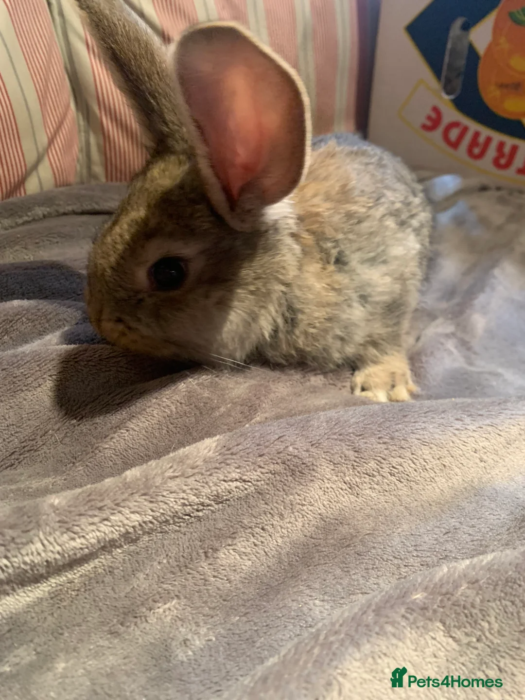 Continental Giant rabbits for sale: Pure Continental Giant bucks  - Advert 8