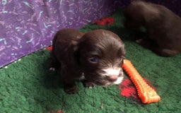 Cocker Spaniel dogs for sale: Gorgeous Working Cocker Spaniel puppies - Image 10