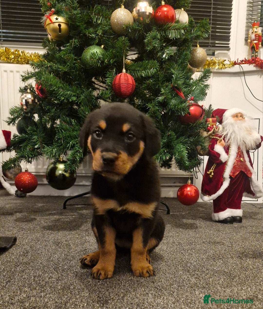 Rottweiler dogs for sale: Female rottweiler  - Advert 1