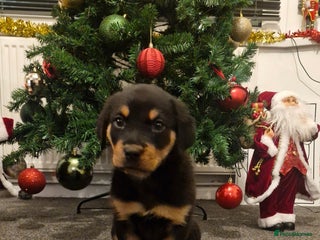 Rottweiler dogs Female rottweiler - Advert 17