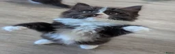 Ragdoll cats for sale: Ragdoll kittens - Advert 6