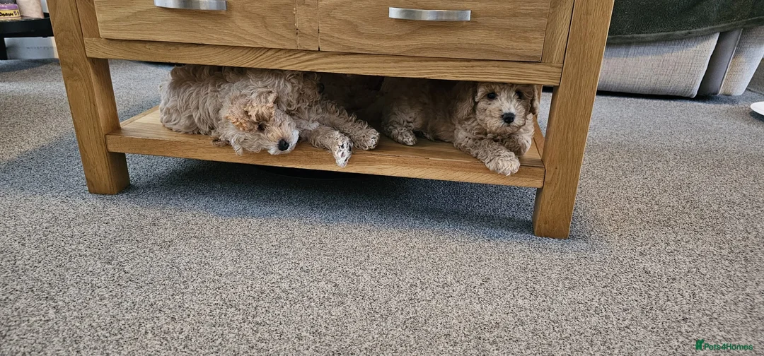 Toy Poodle dogs for stud: Stunning KC poodle stud in Reading - Advert 17